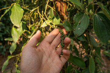 Hand of the farmer holding a raw green pepper which growing on a trees. Black pepper plants growing on plantation in Asia. Ripe green peppers on a trees. Agriculture in tropical countries.
