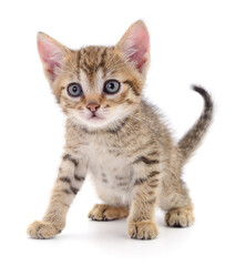 Kitten on white background.