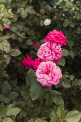 Red wild rose in the garden. Pink roses background.