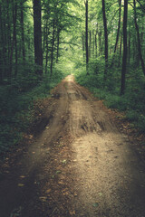 Fototapeta na wymiar An unpaved road into a dark forest