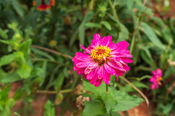 Obraz premium flowers in the garden