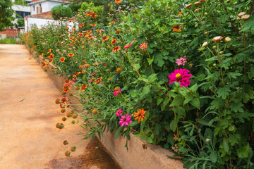 flowers in the garden