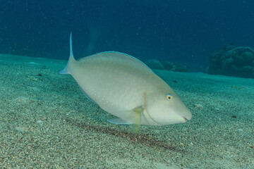 Fish swim in the Red Sea, colorful fish, Eilat Israel
