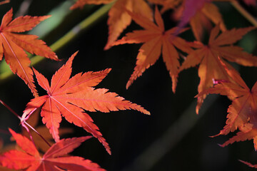 Close up photo of a maple leaf that turned red in autumn season