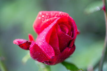 red rose with water drops macro close up