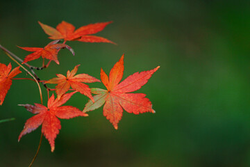 Close up photo of a maple leaf that turned red in autumn season