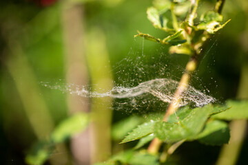 spider on a leaf