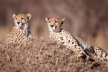 Two male cheetah brothers lying on a termite mound looking alert in Masai Mara Kenya © stuporter