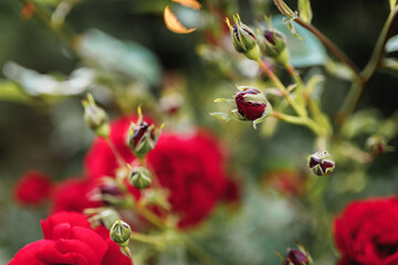 Bushes of red or scarlet roses. Flowering time, natural flower fence. Gardening, plants for landscape design.