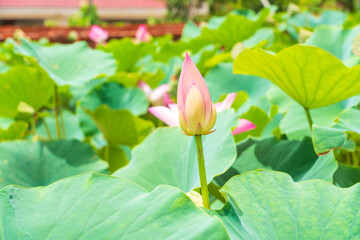 Obraz na płótnie Canvas lotus flower in the pond