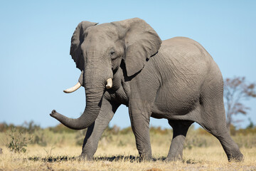 One adult elephant walking in Savuti plains with blue sky as background