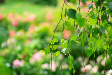 Green leaves of birch on a blurred background of flowers