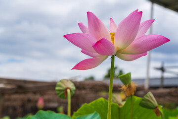 lotus flower in the pond