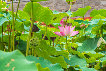 lotus flower in the pond
