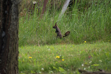 Sciurus vulgaris. The squirrel sits by an old fence and looks around. Medium sized rodent. Beautiful animal.