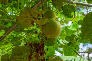 calabash tree