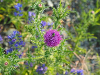 bright green beetle sits on a Thistle flower on a summer evening at sunset in the sun