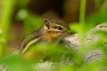 Naklejka na ściany i meble Eastern small chipmunk - baby on the state park in Wisconsin, species found in eastern North America.