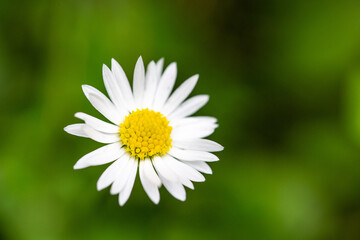Obraz na płótnie Canvas white daisy flower