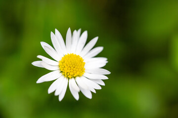 Fototapeta premium white daisy flower