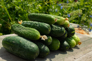 Fresh cucumbers from the home garden stacked with a pyramid on a natural background - growing vegetables