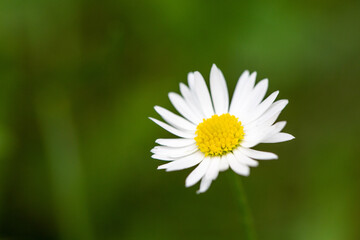 Fototapeta premium white daisy flower