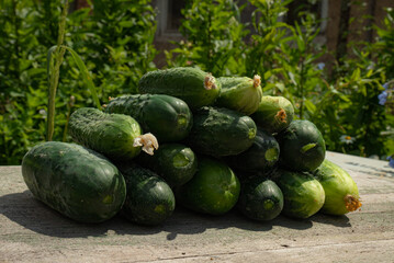 Fresh cucumbers from the home garden stacked with a pyramid on a natural background - growing vegetables