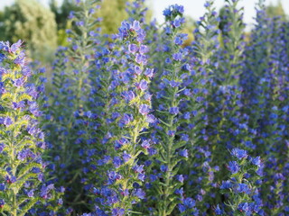 Meadow with blue flowers of the blueweed . Viper's Bugloss, Blueweed, Echium vulgare