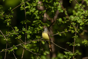 Great crested flycatcher in their breeding habitat 