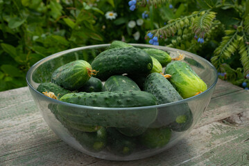 Fresh cucumbers from a home garden in a glass bowl on a wooden table on a natural background - growing vegetables.