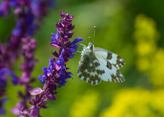 A butterfly flying in a meadow.