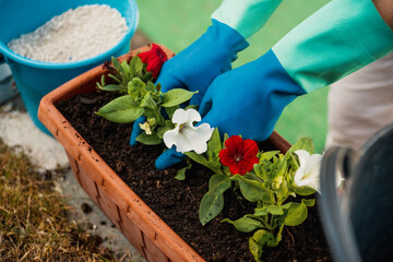 Female hands with gloves planting surfinia flowers outdoors.