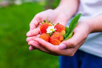 Fresh and ripe strawberries in hands.