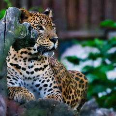 Beautiful cute jaguar lies and rests