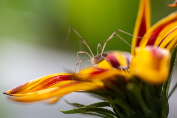 spider on a yellow flower