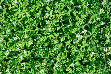 Fototapeta na wymiar Green grass with white flowers. Background