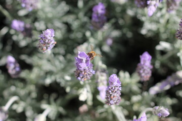 Honey Bee on Purple Lavender Flower