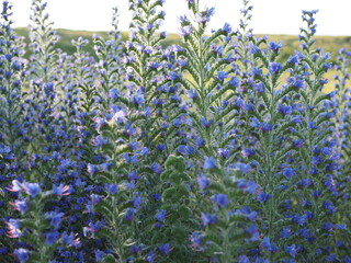 Meadow with blue flowers of the blueweed . Viper's Bugloss, Blueweed, Echium vulgare