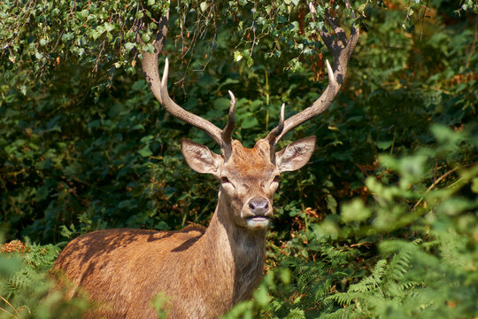Rencontre en sous bois III