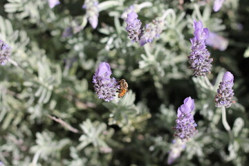 Honey Bee on Purple Lavender Flower
