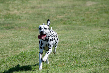 Adorable  Dalmatian dog outdoors in spring. Selective focus