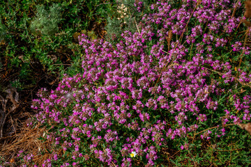 Beautiful blooming wild thyme herb - Thymus serpyllum, growing on the meadow in the forest. 