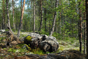 Forest landscape with stones, trees and moss. Republic of Karelia, Russia.