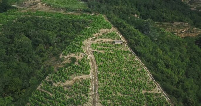 Aerial over the famous Rhone valley in France and many vineyards