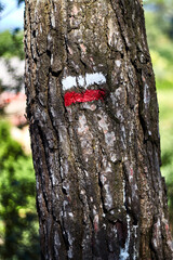 Naklejka premium Tree with white and red marking of a long-distance trail