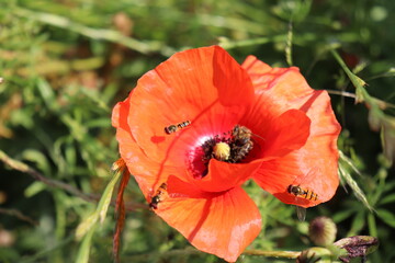Bees and poppy flowers in the field 