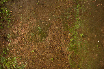 Mud background with green grass texture background 