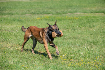 Belgian Shepherd Running Through the Grass. Selective focus on the dog