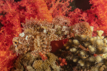 Coral reef and water plants in the Red Sea, Eilat Israel
