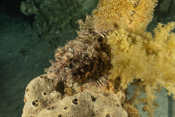Fish swim in the Red Sea, colorful fish, Eilat Israel

